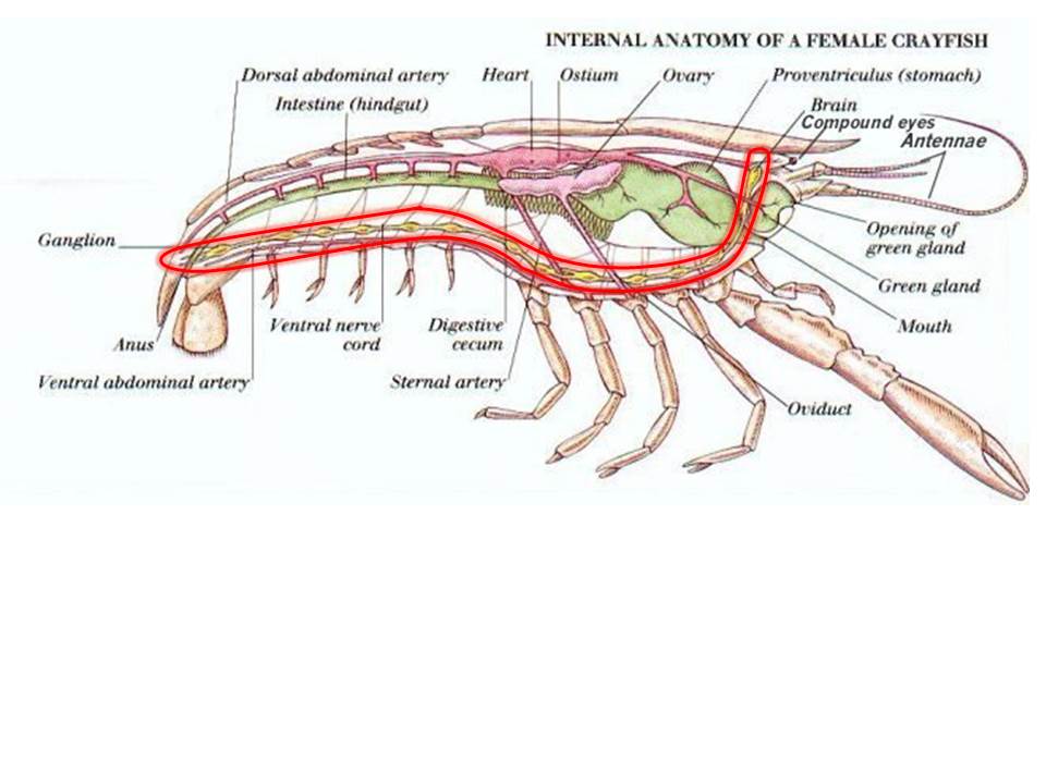 internal anatomy from the side